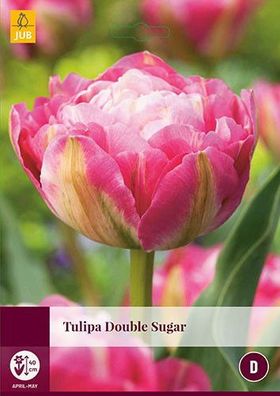 Tulipa Double Sugar Blumenzwiebeln 5 Zwiebeln Jub