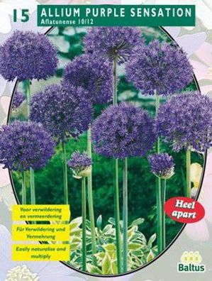 Allium Aflatunense Purple Sensation pro 15 Baltus