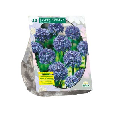 Allium Caeruleum Azureum pro 30 Baltus