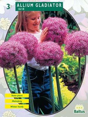 Allium Gladiator Seine Exzellenz pro 3 Baltus