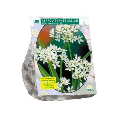 Allium Neapolitanum pro 100 Baltus