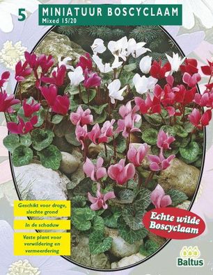 Sommerblumenzwiebeln Cyclamen Gemischt pro 5 Baltus