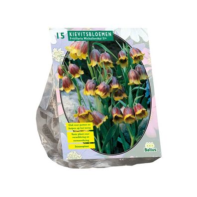 Fritillaria Mikhailovskyi pro 15 Zwiebeln Baltus