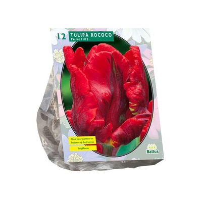 Tulipa Rococo Parrot pro 12 Blumenzwiebeln Baltus