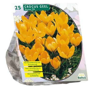 Krokus Großblütig Gelb je 25 Blumenzwiebeln Baltus