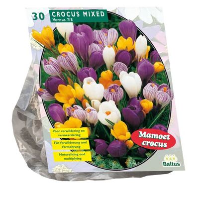 Krokus Großblütig Mix pro 30 Zwiebeln Baltus