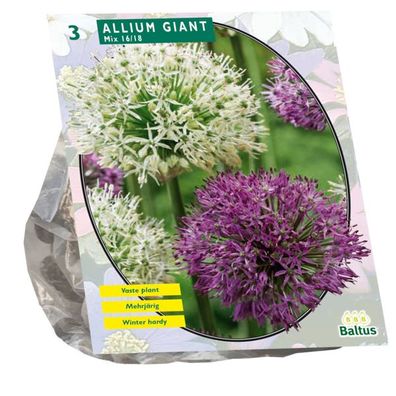 Allium Giant Mix pro 3 Zwiebeln Baltus