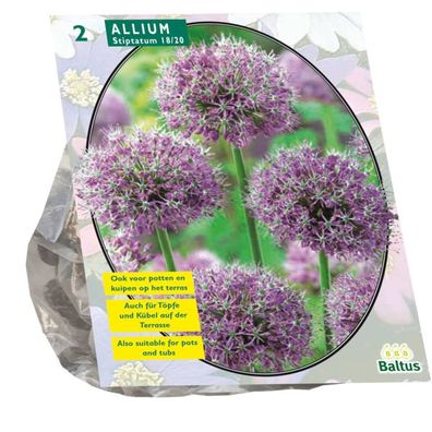 Allium Stipitatum pro 2 Zwiebeln Baltus