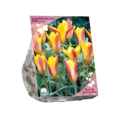 Bienen & Schmetterlinge Tulipa Clusiana var. Chrysantha pro 30 Zwiebeln Baltus