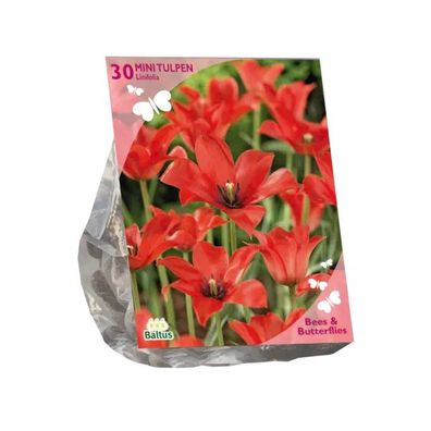 Bienen und Schmetterlinge Tulipa Linifolia pro 30 Zwiebeln Baltus