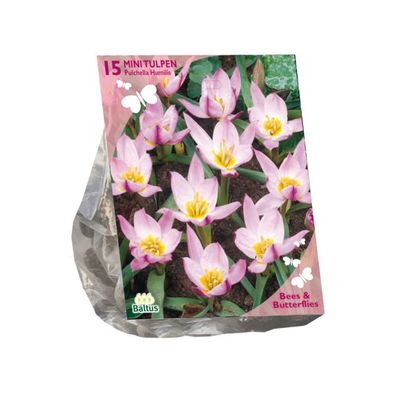 Bienen & Schmetterlinge Tulipa Pulchella Humillis pro 15 Zwiebeln Baltus