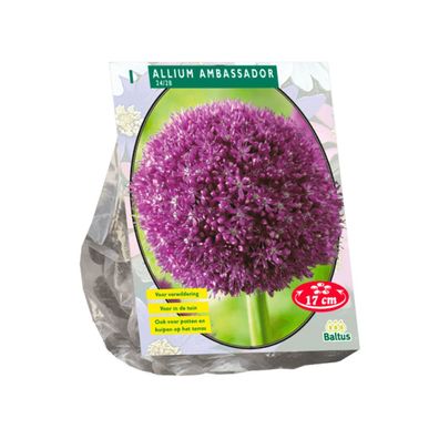 Allium Ambassador pro 1 Baltus