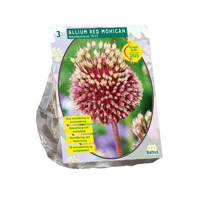 Allium Red Mohican pro 3 Blumenzwiebeln Baltus