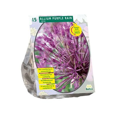 Allium Purple Rain pro 15 Blumenzwiebeln Baltus