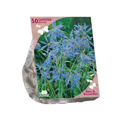 Bienen & Schmetterlinge Camassia quamash pro 50 Zwiebeln Baltus