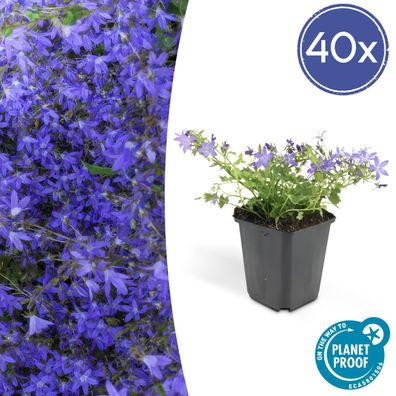 Campanula poscharskyana 'Stella' | 40 Stücke - Ø9cm - 10-25cm - Gartenpflanze