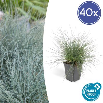 Festuca glauca 'Elijah Bleu' | 40 Stücke - Ø9cm - 10-25cm - Gartenpflanze