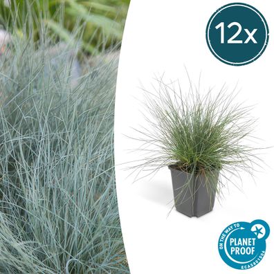 Festuca glauca 'Elijah Bleu' | 12 Stücke - Ø9cm - 10-25cm - Gartenpflanze