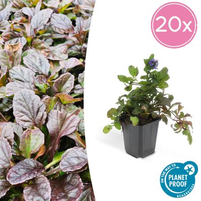 Ajuga reptans | 20 Stücke - Ø9cm - 10-25cm - Gartenpflanze