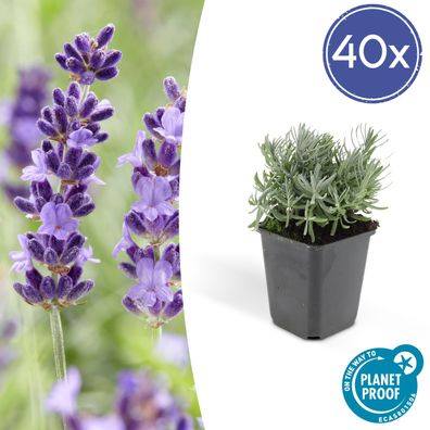 Lavandula 'Hidcote' - Lavendel - 40 Stücke - Ø9cm - 10-25cm - Gartenpflanze - Mu