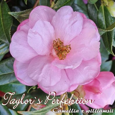 Kamelie "Taylor´s Perfektion" - Camellia x williamsii - 4 bis 5-jährige Pflanze (113)