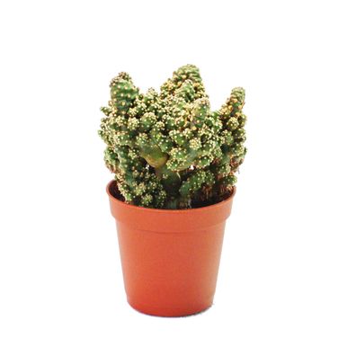 Opuntia tuna mostruosa - kleine Pflanze im 5,5cm Topf