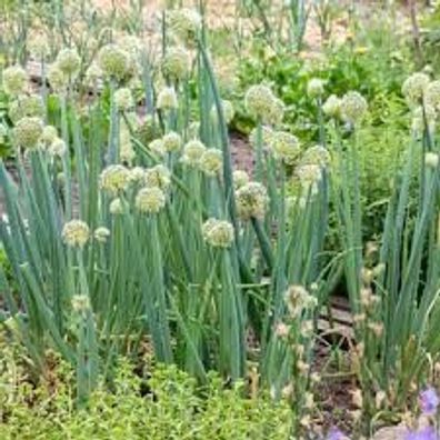 Winterheckenzwiebel Allium fistulosum Ewiger Lauch Winterzwiebel Samen