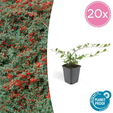 Cotoneaster dam 'Major' | 20 Stücke - Ø9cm - 10-25cm - Gartenpflanze