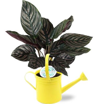 Calathea Ornata im Gelbe gieter - Ø14.5cm - 50cm - Zimmerpflanze - Anordnung - Pf