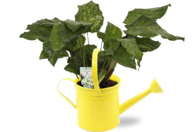 Calathea Network im Gelbe gieter - Ø14.5cm - 30cm - Zimmerpflanze - Anordnung - P