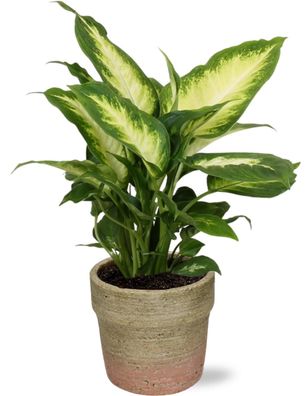 Dieffenbachia Camilla im Invorno Topf naturel - Ø13.5cm - 35cm - Zimmerpflanze