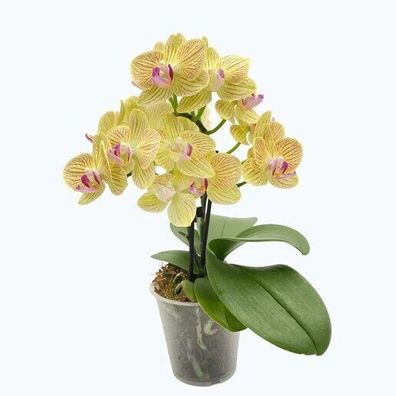 Phalaenopsis Orchidee Orchideen Table Dance Lima 3-Risper