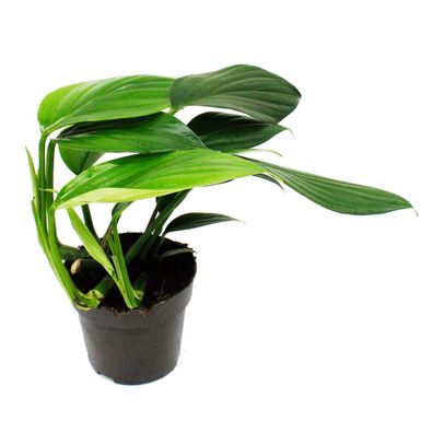 Philodendron "Dragon Tail" - Rhaphidophora decursiva- Drachenschwanz Baumfreund