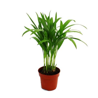 Areca - Chrysalidocarpus lutescens - Goldfruchtpalme im 12cm Topf