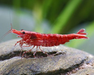 Red Cherry Garnele - Red Fire Garnele - Neocardina davidi "Red"