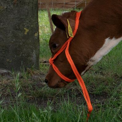 Halfter Kalb einstellbar breit orange