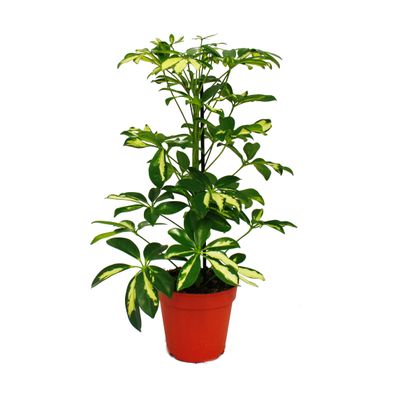 Strahlenaralie - Schefflera - weiss-grünlaubig - 12cm Topf - Zimmerpflanze - ca