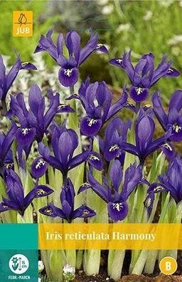 Iris Harmony Blumenzwiebeln 15 Zwiebeln Jub