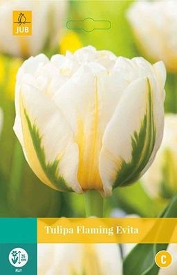 Tulipa Flaming Evita Blumenzwiebeln 7 Zwiebeln Jub