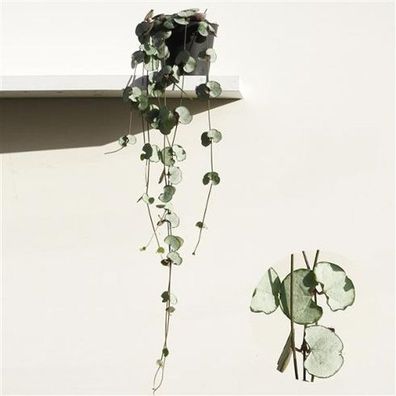 Ceropegia - Leuchterblume - Grünpflanze - Zimmerpflanze - Hängepflanze