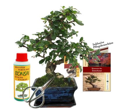 Geschenkset Bonsai "Carmona" - Fukientee - ca. 6 Jahre alt - Anfänger-Set