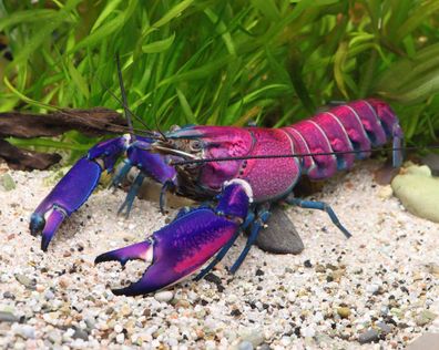 Snakeskin Tricolor - Cherax Wagenknechtae