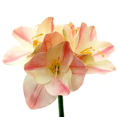 Prächtige Amaryllis Zweifarbig Creme & Rosa - Stiellänge 56 cm - Kunstblumen