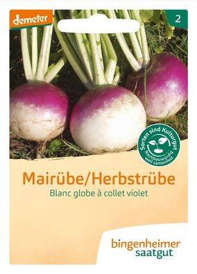 Blanc globe à collet violet- Mairübe/Herbstrübe | Bingenheimer Saatgut