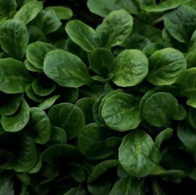 100 Samen / Feldsalat Vit / Rapunzel Wintersalat/ schneller Wuchs