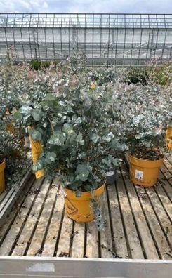 Eucalyptus / Busch Kugel / Eukalyptusbaum, 35 - 40cm Pflanze / winterhart