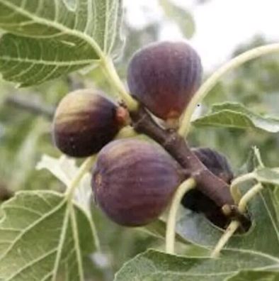 Frucht-Feige/ Rouge de Bordeaux groß/ 1 Pflanze / Ficus carica / Feigenbaum