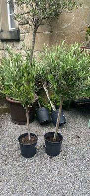 Olivenbaum / Stamm Olive / 80 - 100 cm hoch / Olea Europaea / Geschenk