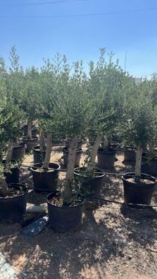 Olivenbaum / Olive 170 - 180 cm / Olea Europaea Arbequina / winterhart