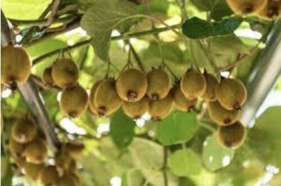 Selbstfruchtend / großfruchtige Kiwi / Solissimo renact / 1 Pflanze / Garten